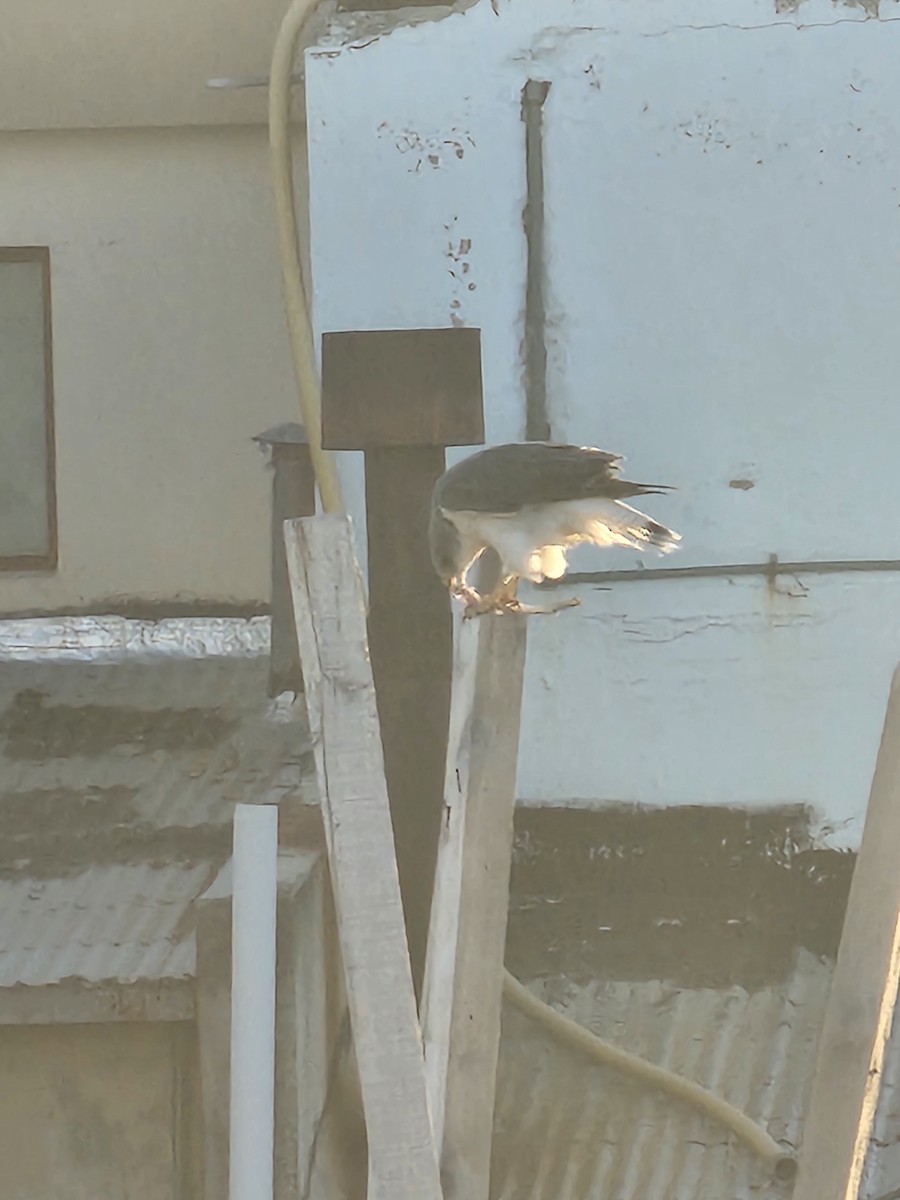 Variable Hawk - ML637112589