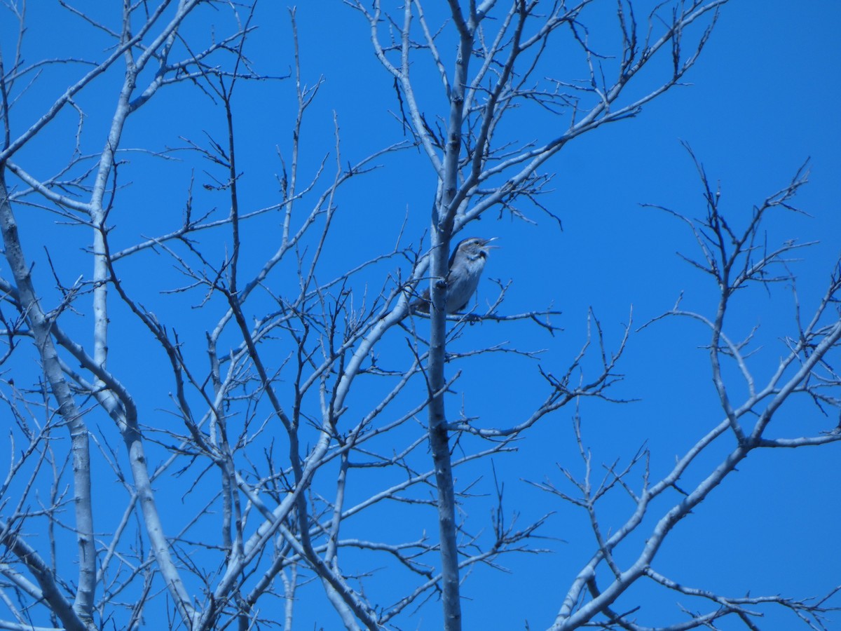 Bewick's Wren - ML637112706