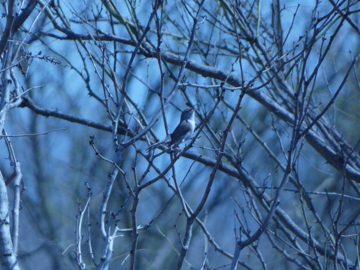 Bewick's Wren - ML637112708