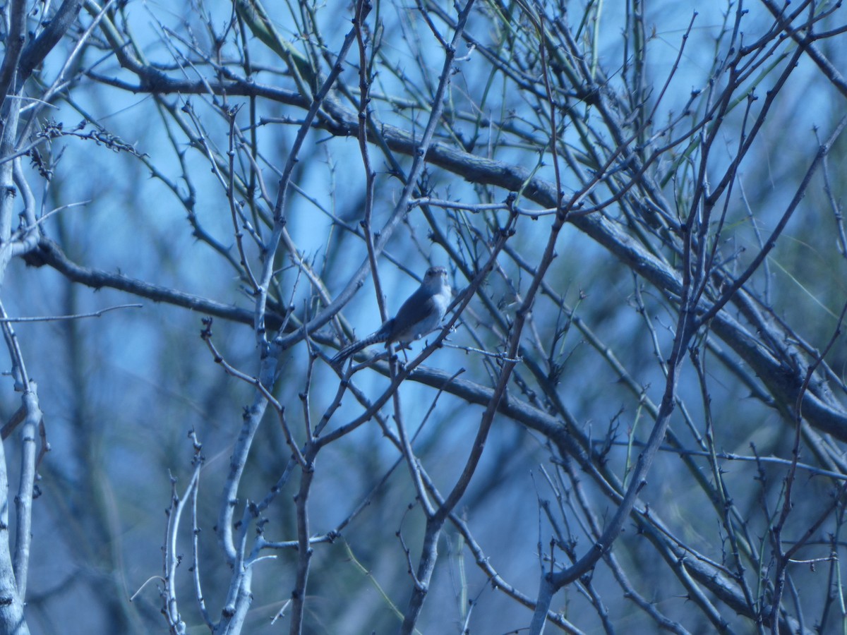 Bewick's Wren - ML637112709