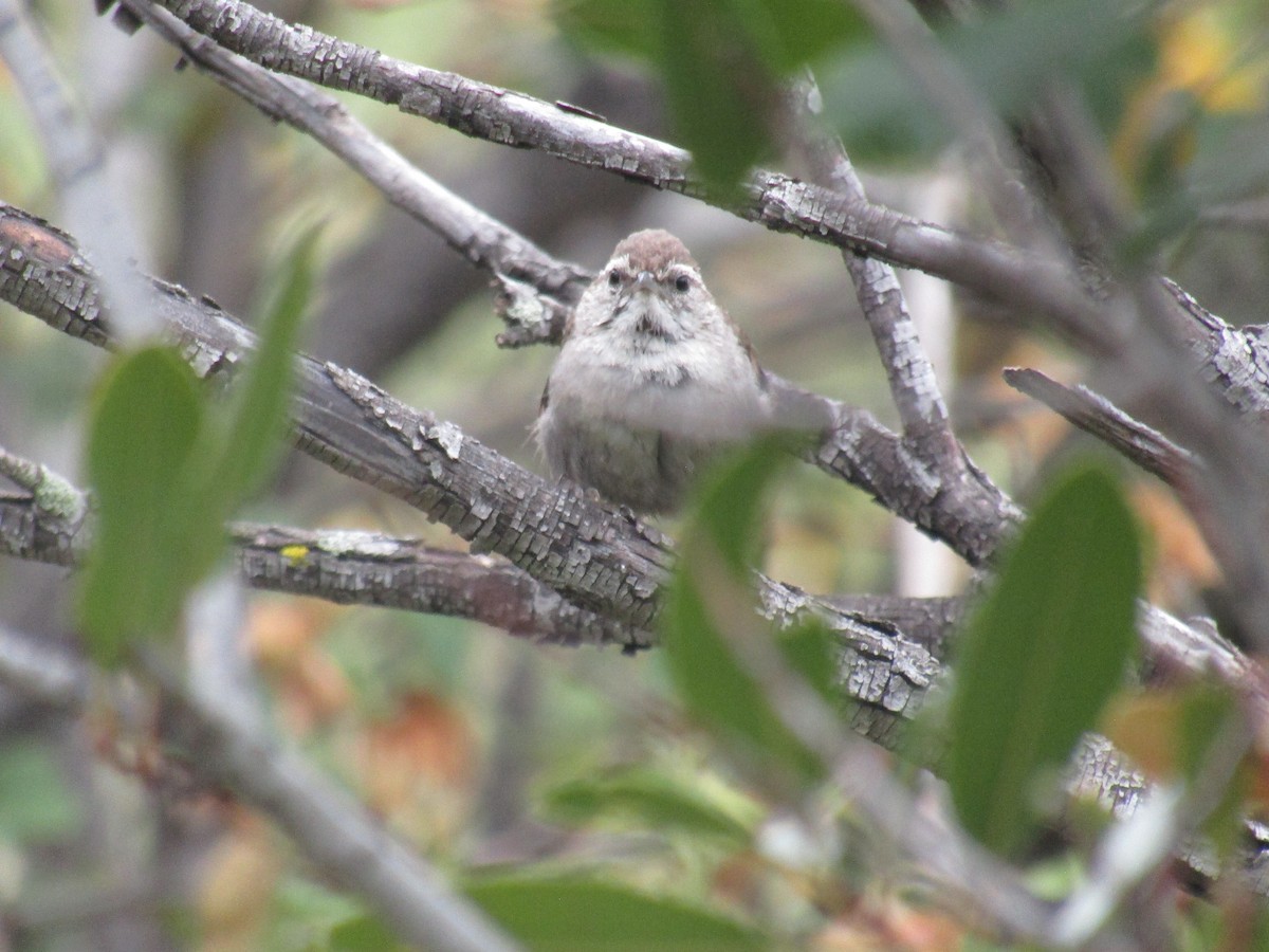 Bewick's Wren - ML637112715