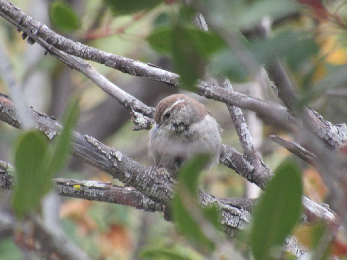 Bewick's Wren - ML637112716