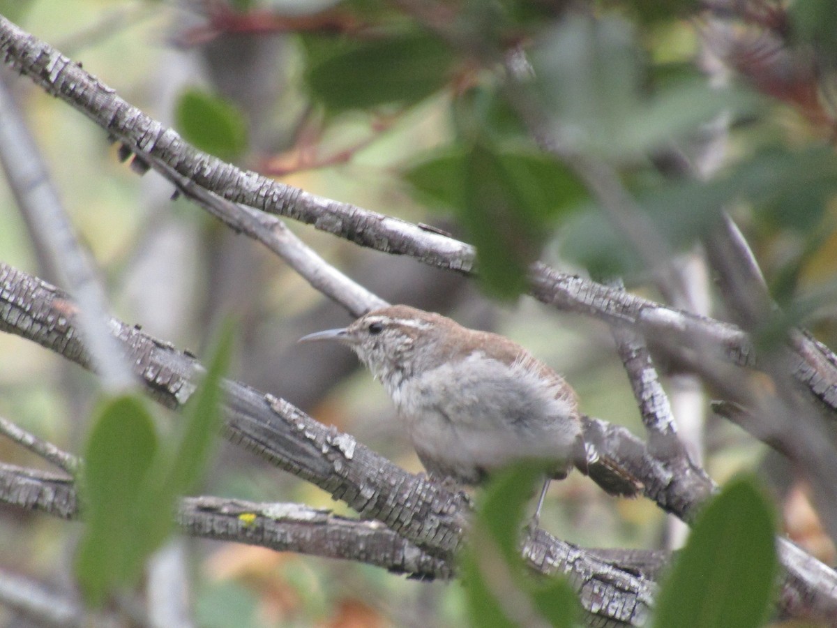 Bewick's Wren - ML637112717