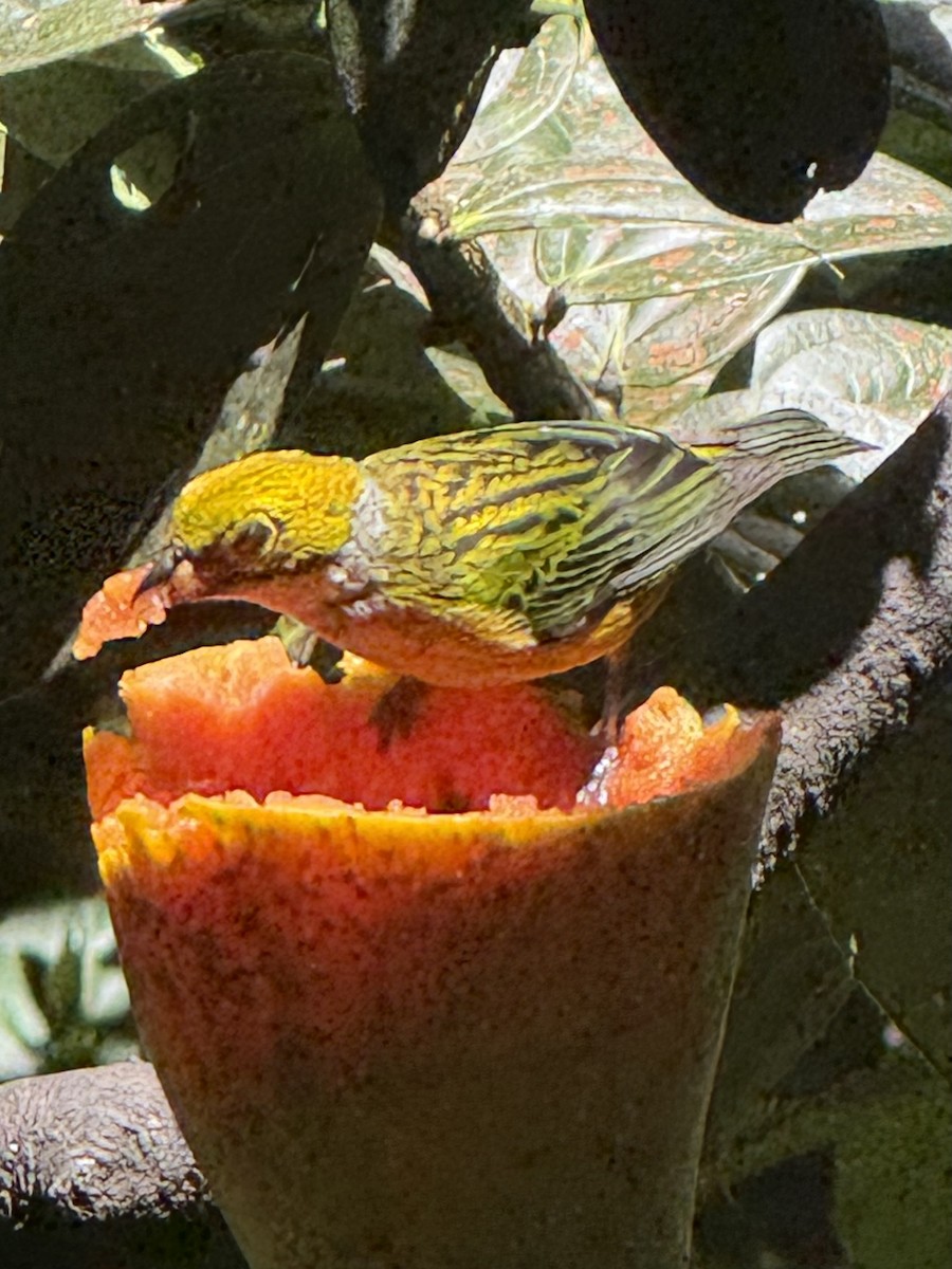 Silver-throated Tanager - ML637112808