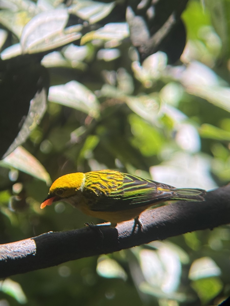 Silver-throated Tanager - ML637112815