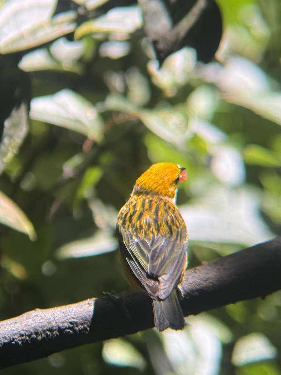Silver-throated Tanager - ML637112817