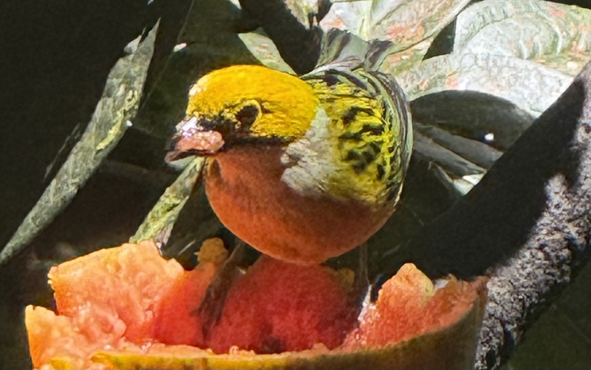 Silver-throated Tanager - ML637112820