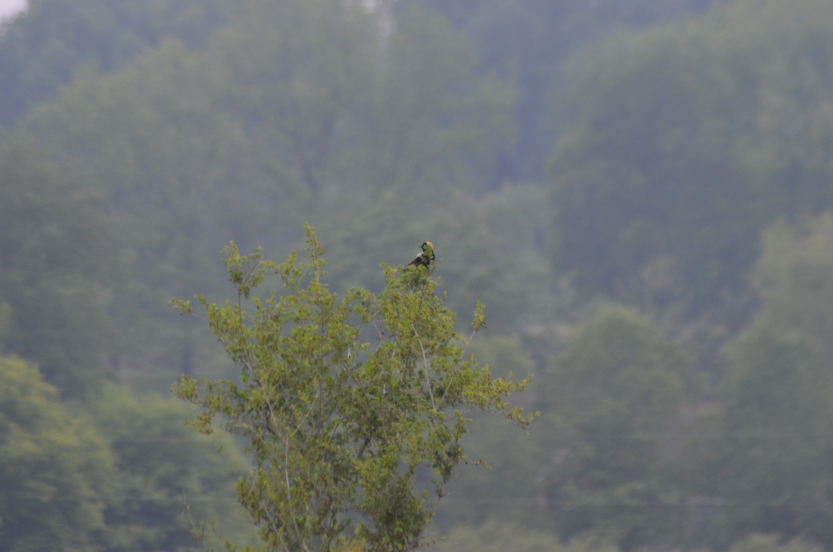 Bobolink - ML637112831
