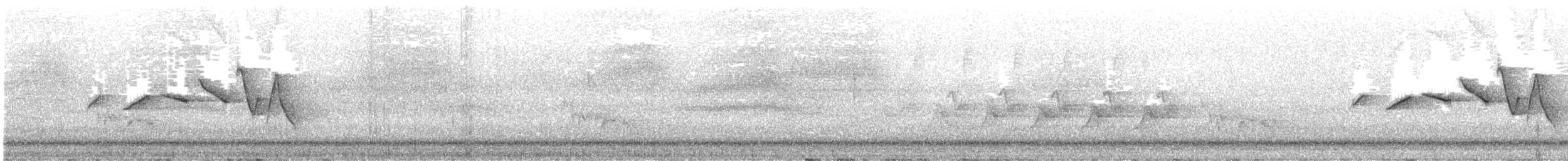 Swainson's Warbler - ML637112838