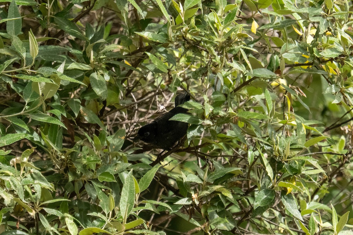Yellow-thighed Brushfinch - ML637112842