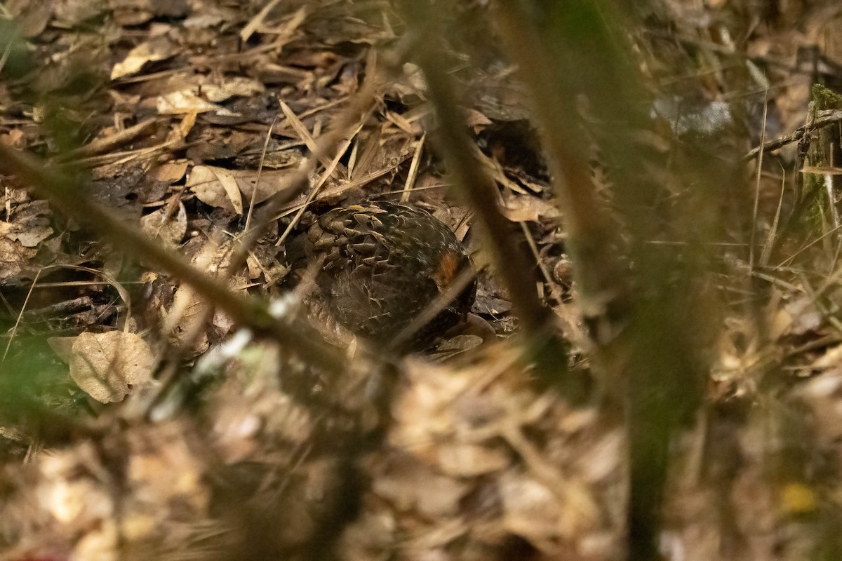 Spotted Wood-Quail - ML637112861