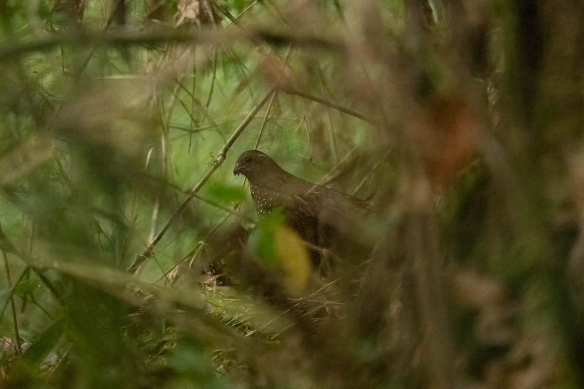 Spotted Wood-Quail - ML637112866