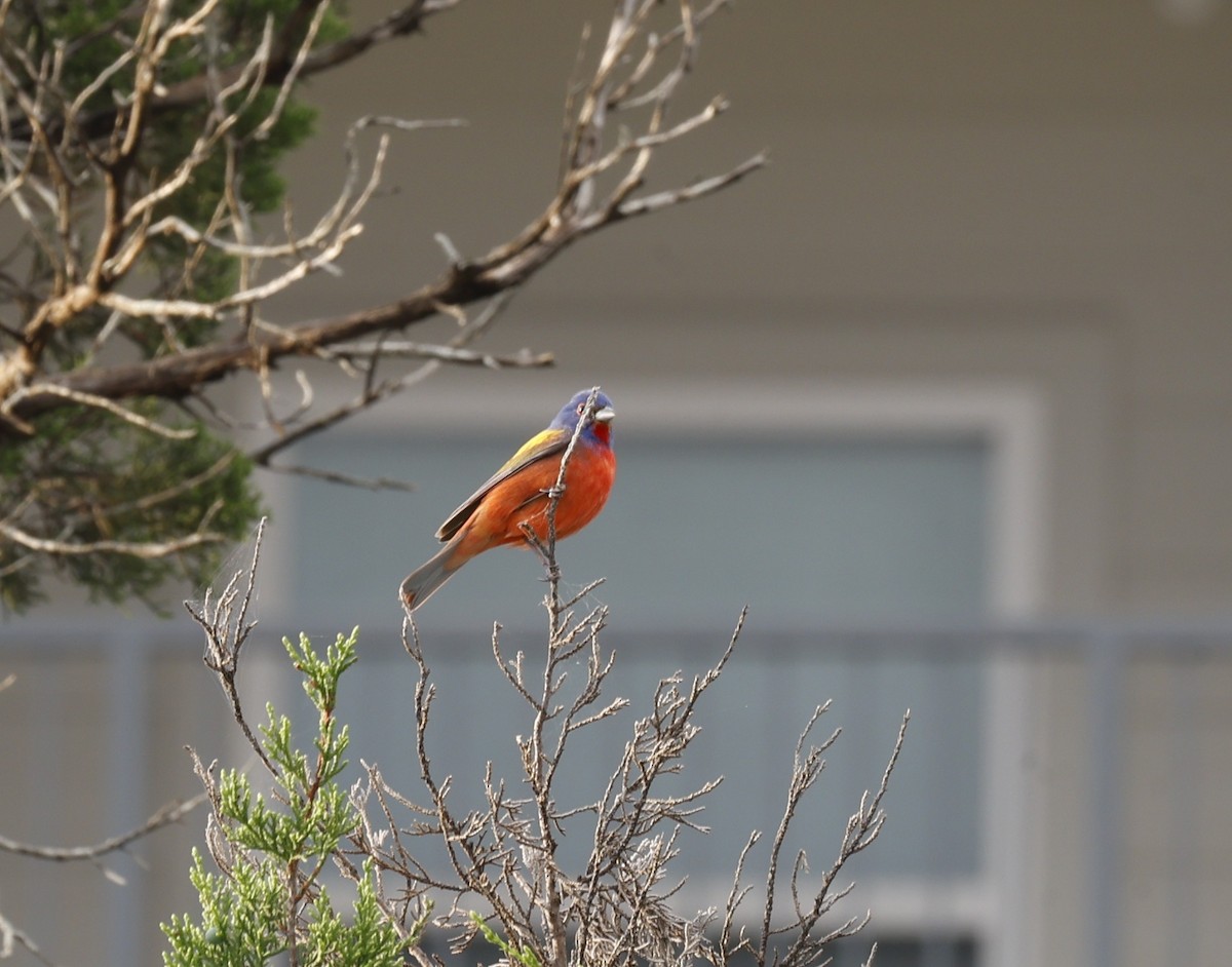 Painted Bunting - ML637112916