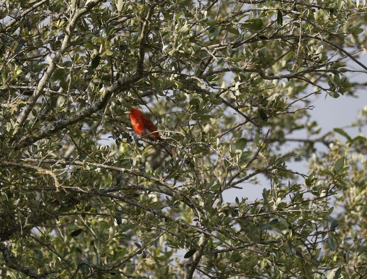Summer Tanager - ML637112948
