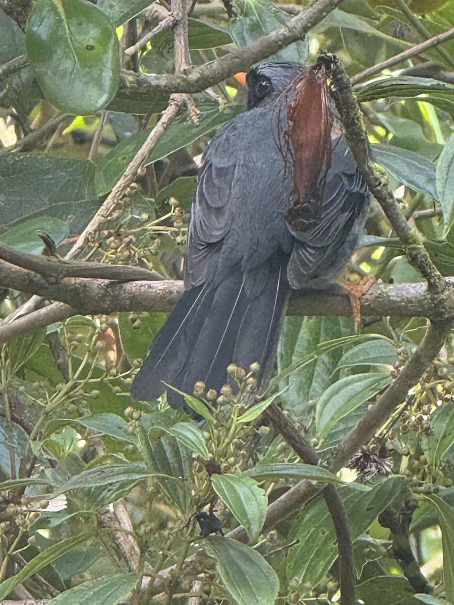 Black-faced Solitaire - ML637112977