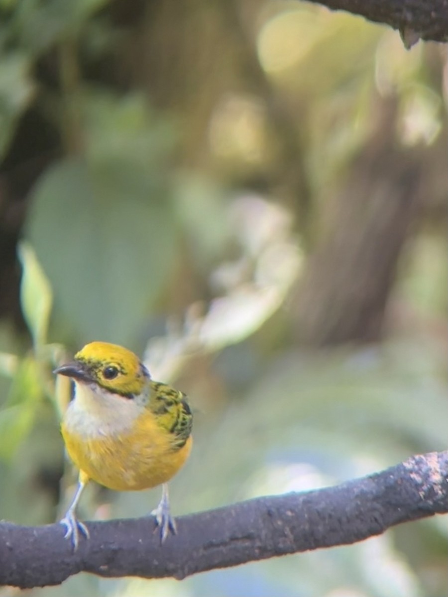 Silver-throated Tanager - ML637112998