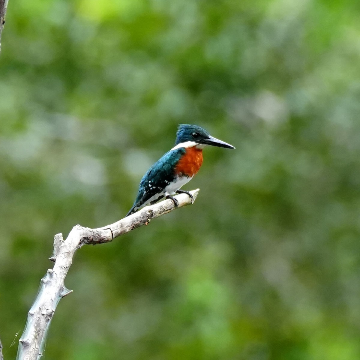 Green Kingfisher - ML637113001
