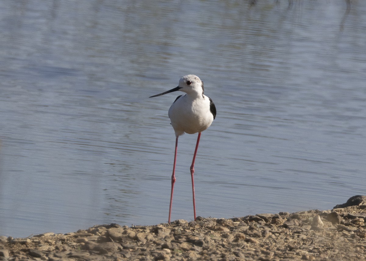 Black-winged Stilt - ML637113047