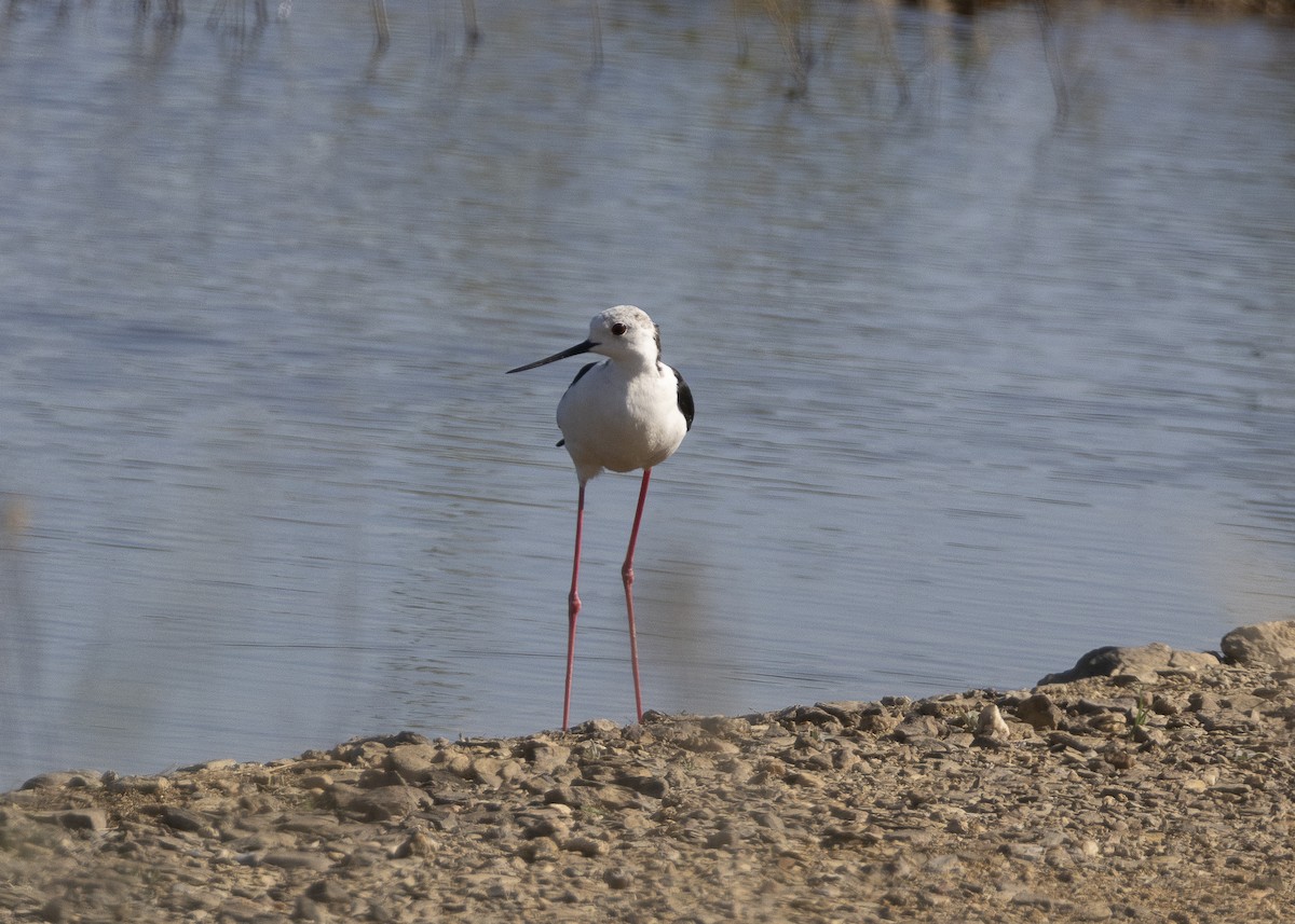 Black-winged Stilt - ML637113048