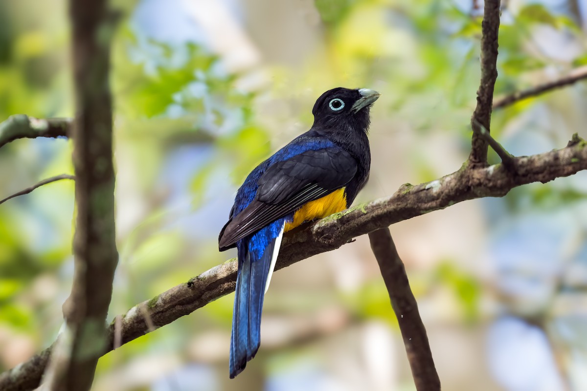 White-tailed Trogon - ML637113049