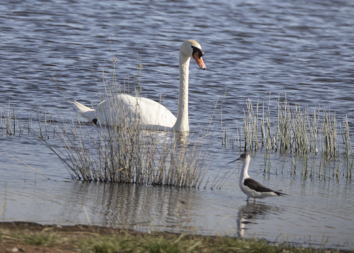 Black-winged Stilt - ML637113056