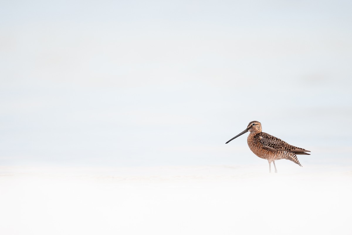 Хараалжин цууцил - ML637113058