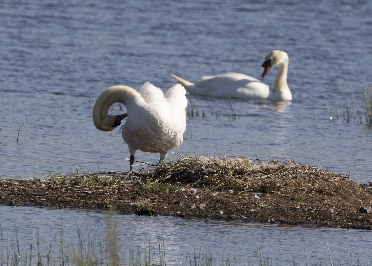 Mute Swan - ML637113070