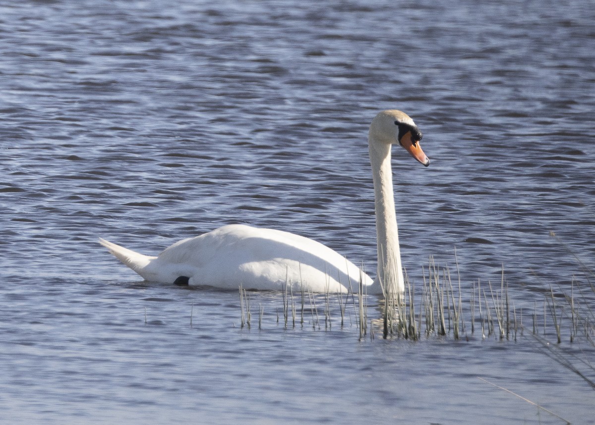 Mute Swan - ML637113071