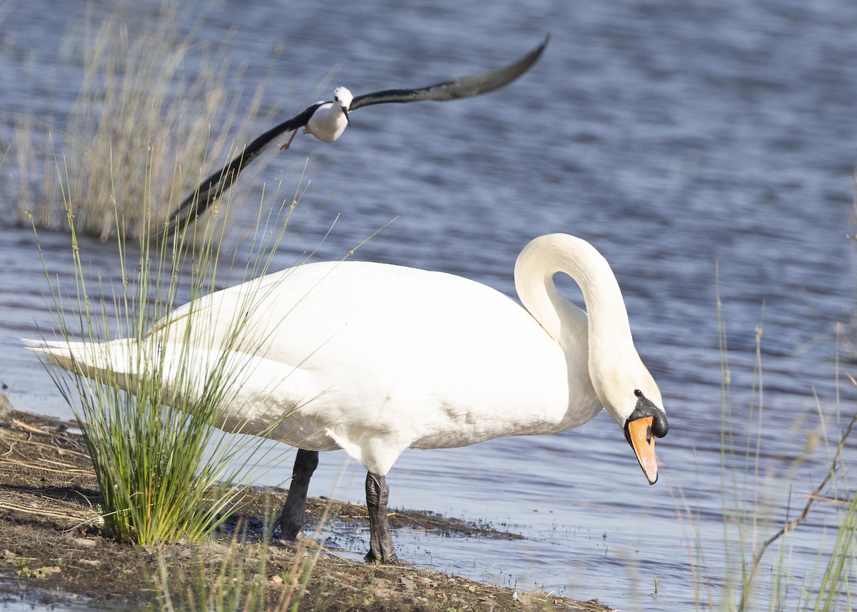 Mute Swan - ML637113074