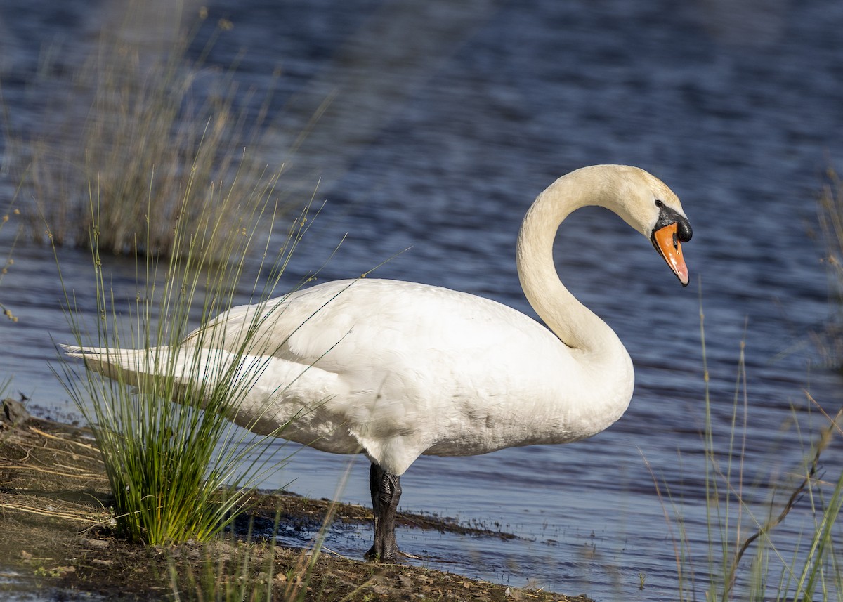 Mute Swan - ML637113075
