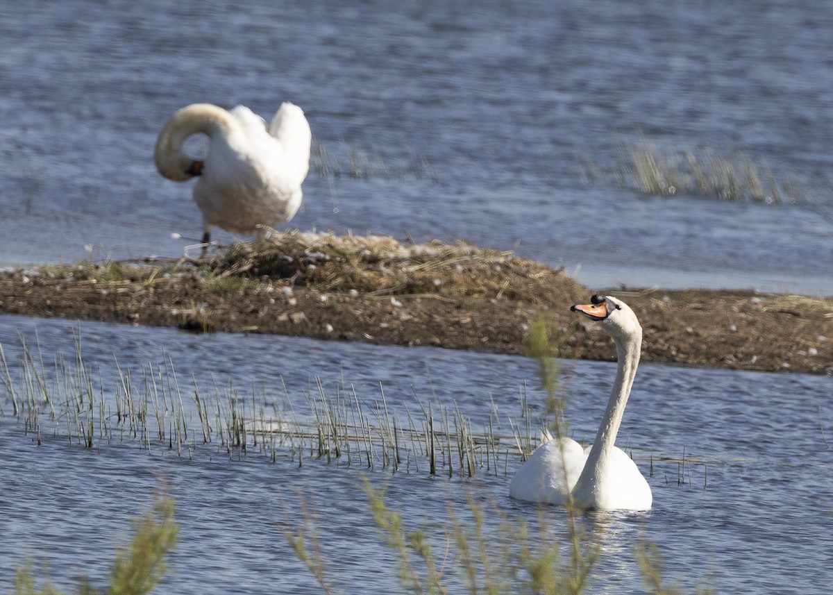 Mute Swan - ML637113076