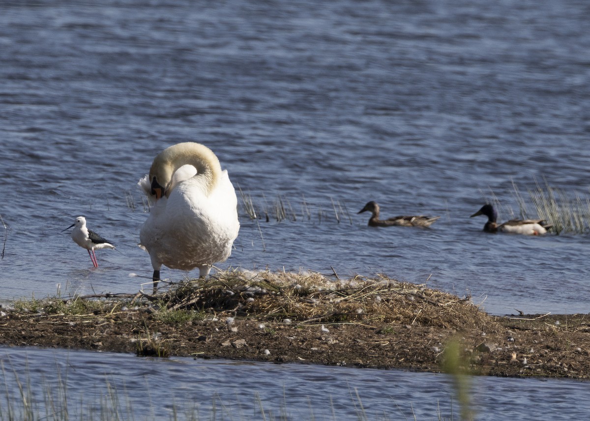 Mute Swan - ML637113077