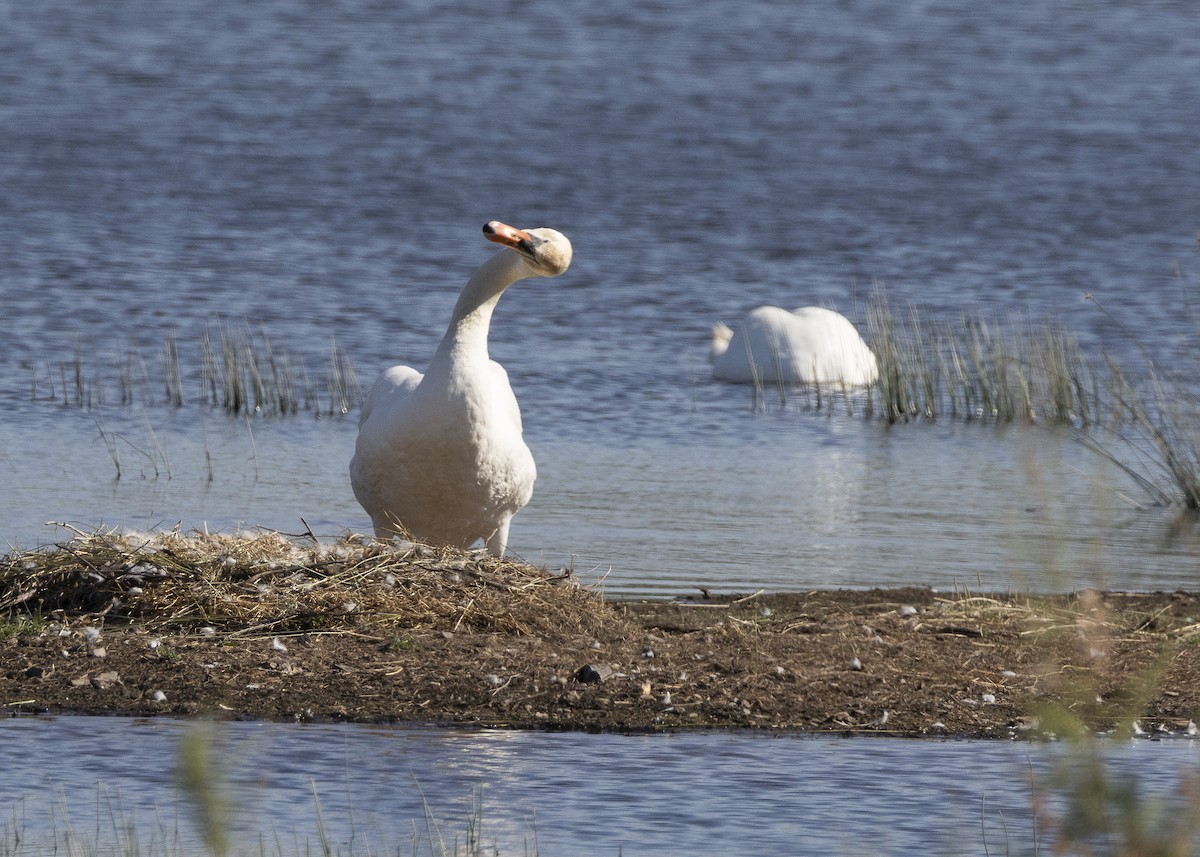 Mute Swan - ML637113079
