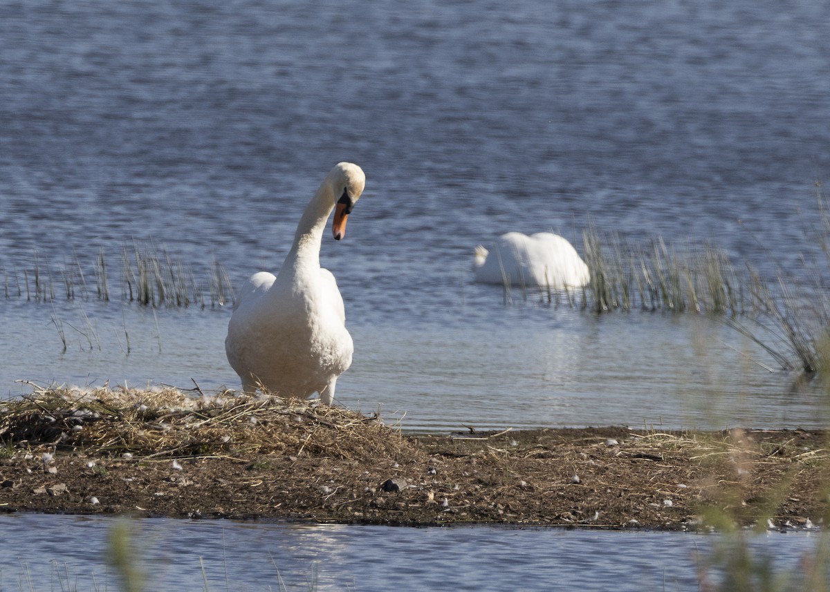 Mute Swan - ML637113080