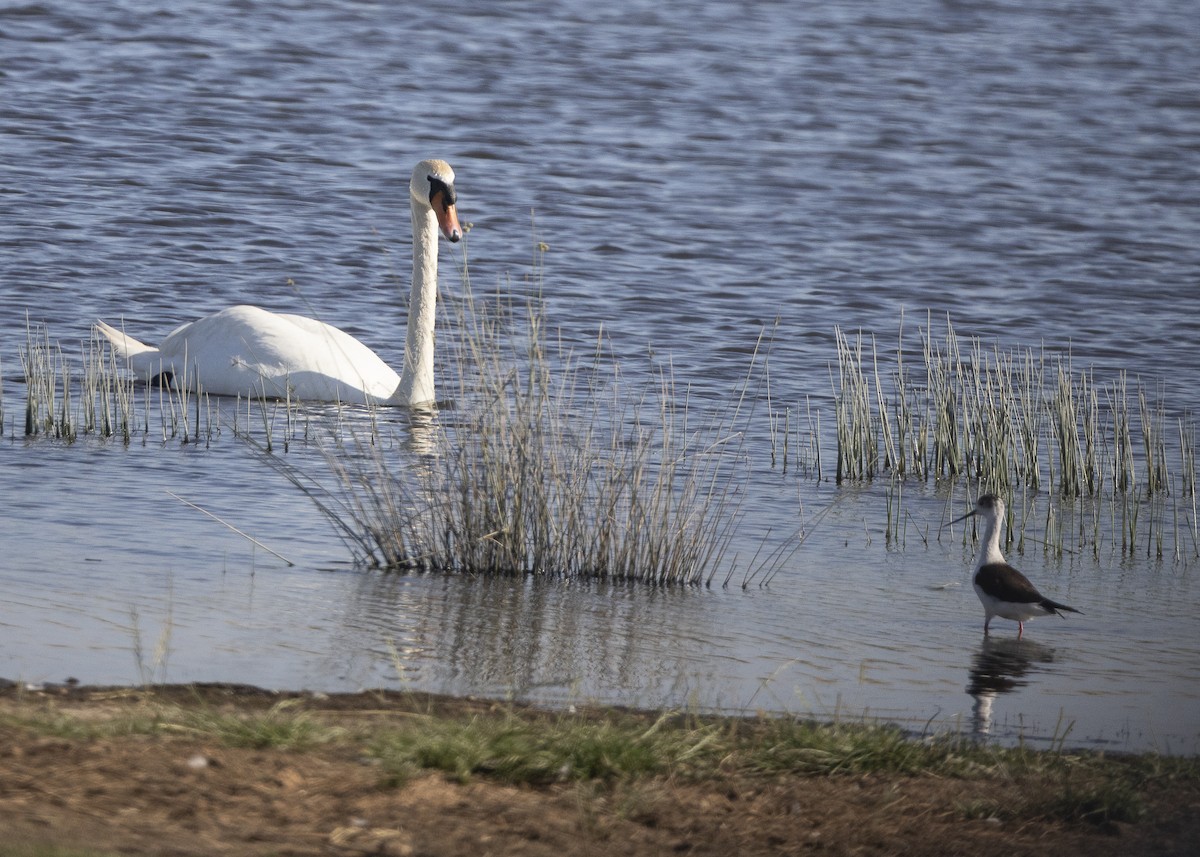 Mute Swan - ML637113081