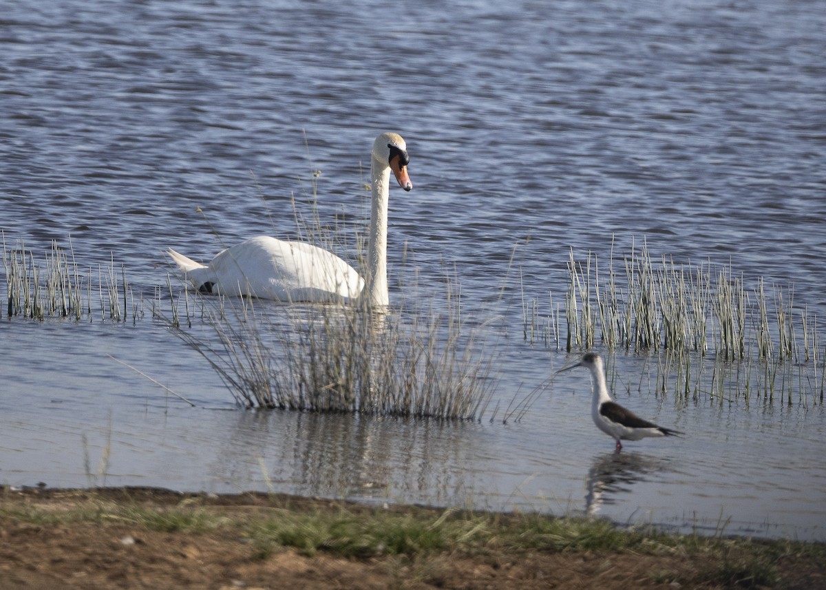 Mute Swan - ML637113083