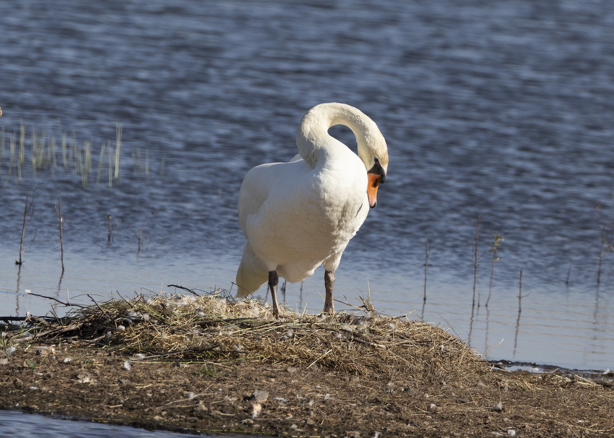 Mute Swan - ML637113085