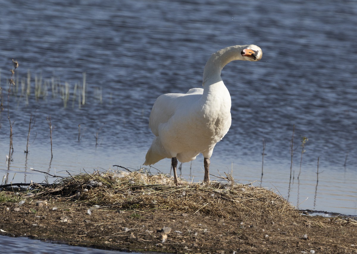 Mute Swan - ML637113086