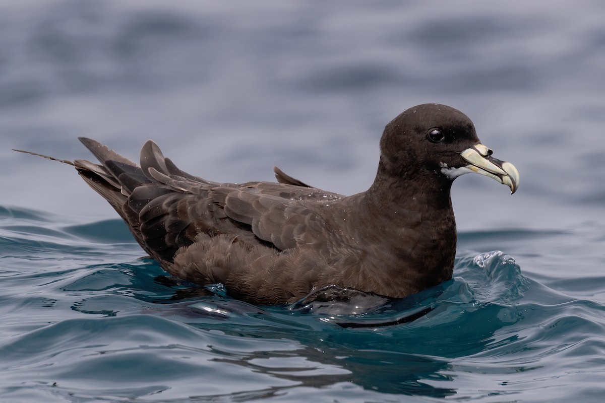 White-chinned Petrel - ML637113144