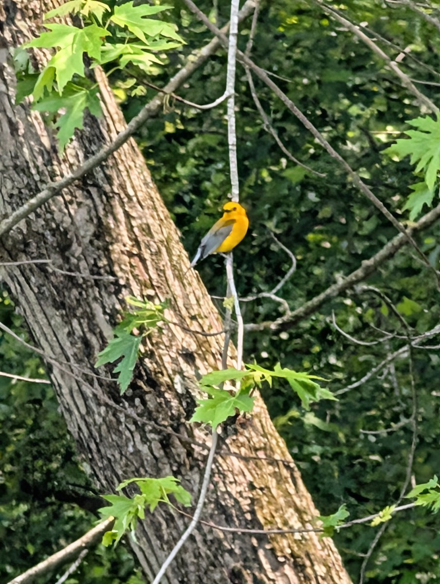 Prothonotary Warbler - ML637113155
