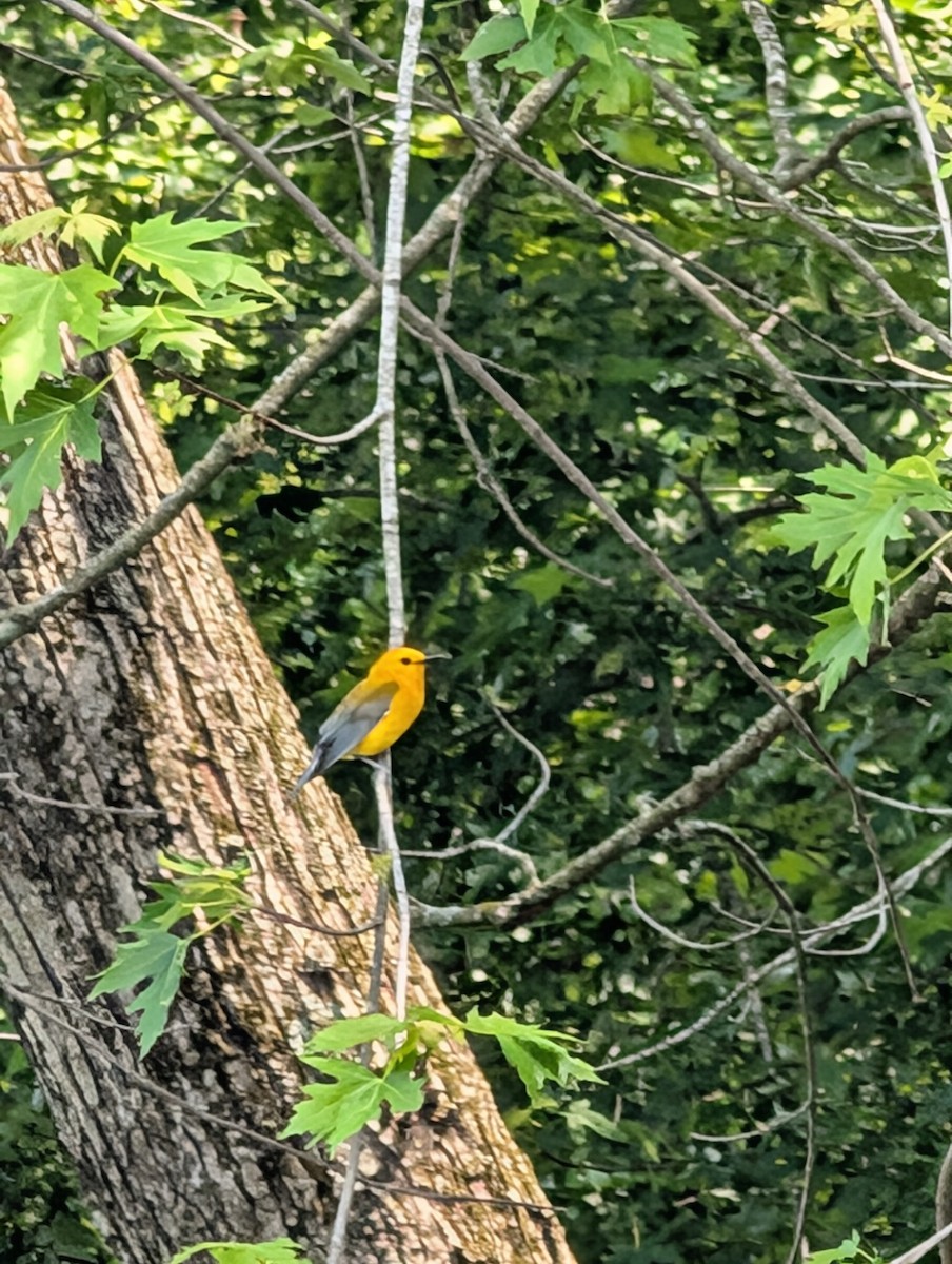 Prothonotary Warbler - ML637113156