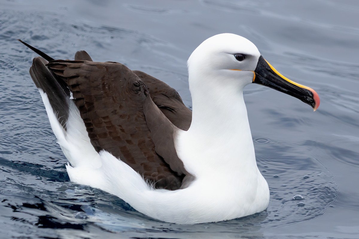Indian Yellow-nosed Albatross - ML637113175