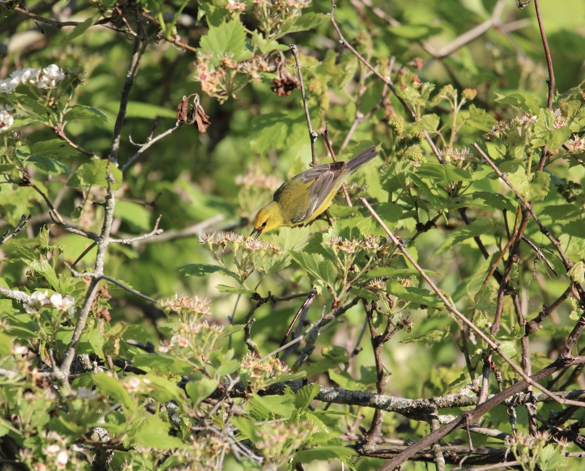 Blue-winged Warbler - ML637113187
