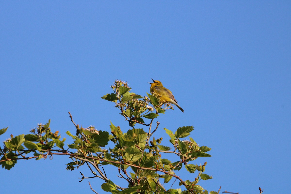 Blue-winged Warbler - ML637113189