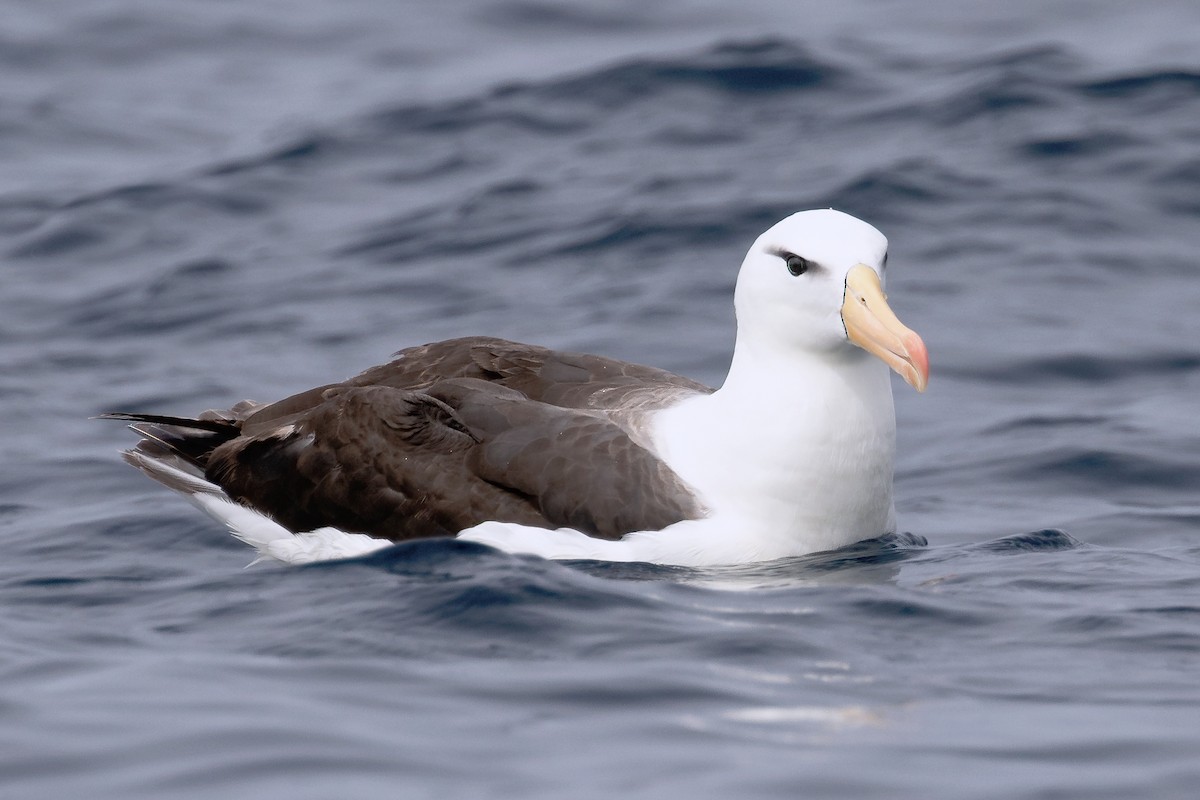 マユグロアホウドリ（melanophris） - ML637113191