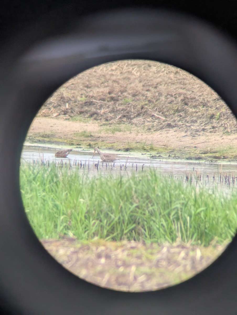 Hudsonian Godwit - ML637113214