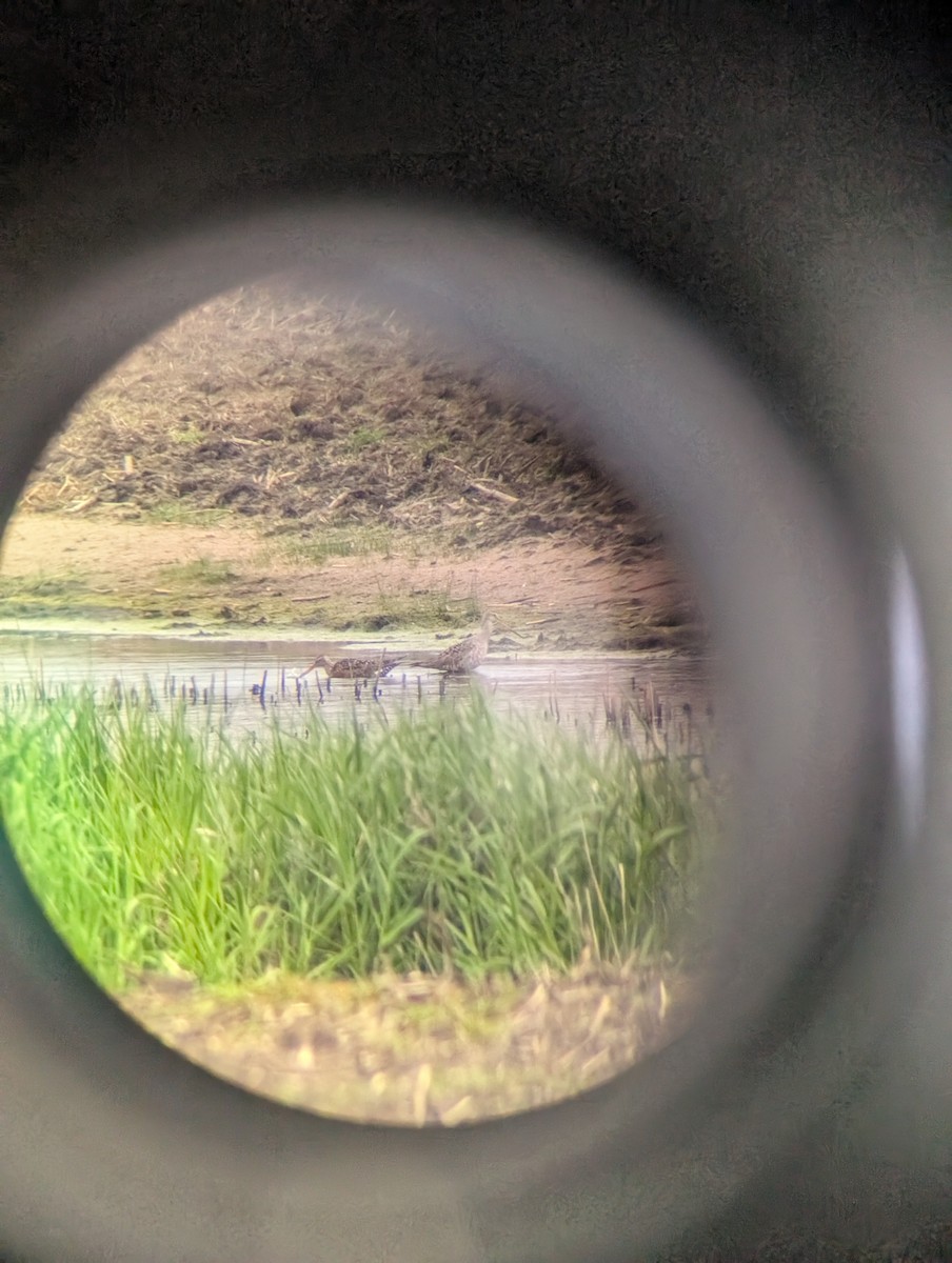 Hudsonian Godwit - ML637113215