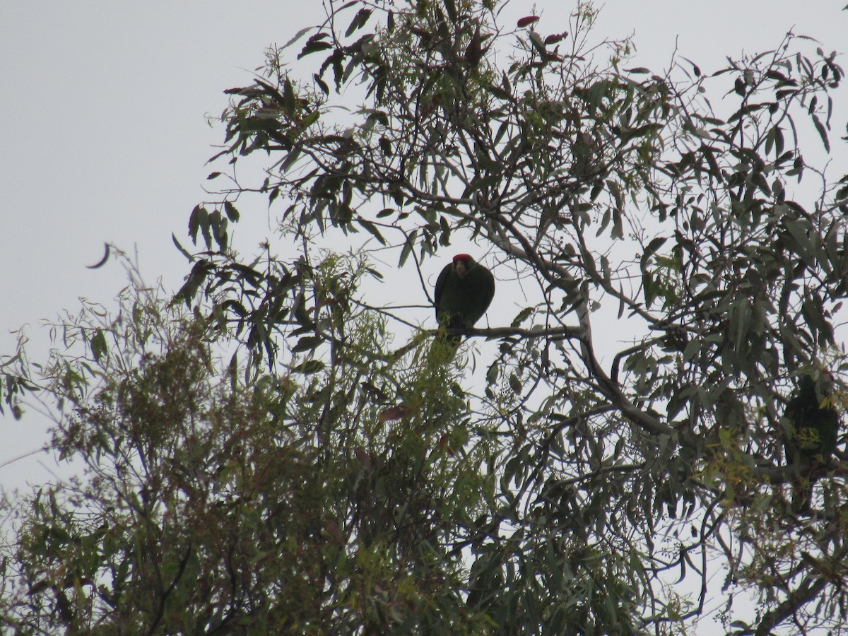Red-crowned Amazon - ML637113236