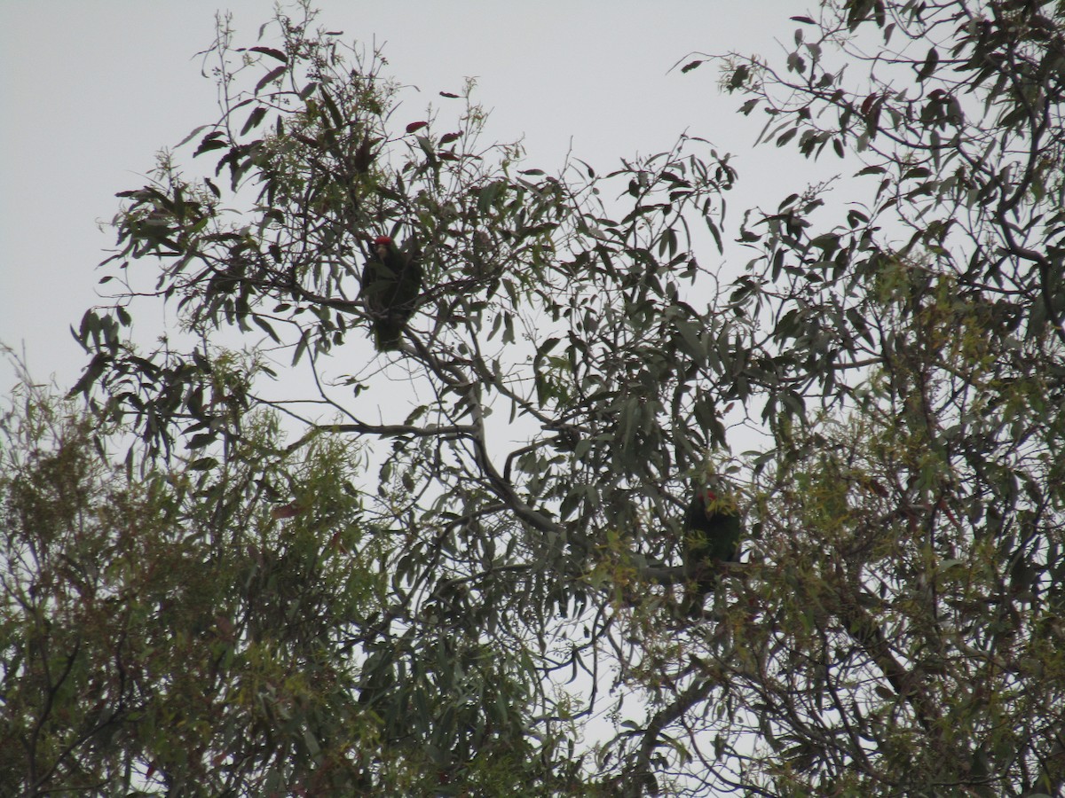 Red-crowned Amazon - ML637113237