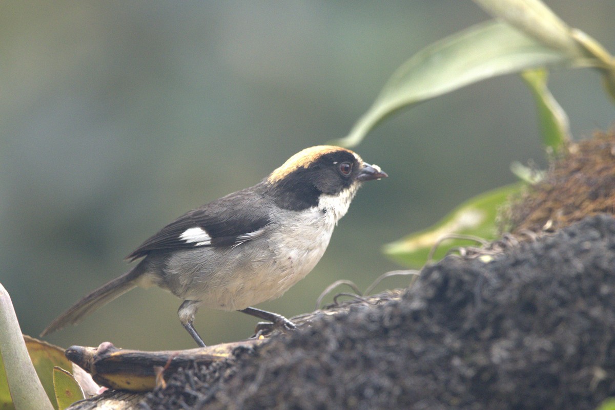 White-winged Brushfinch - ML637113239
